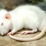 Sonno, scoperto nei topi il circuito neuronale che genera il bisogno di dormire